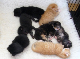 A litter of kittens.