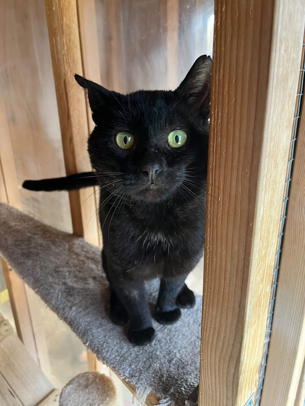 Black, short-haired FIV cat.